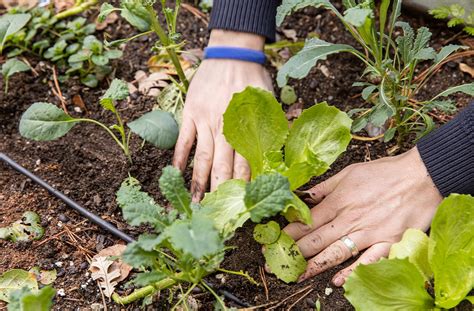 What To Plant In July Best Vegetables And Flowers To Grow