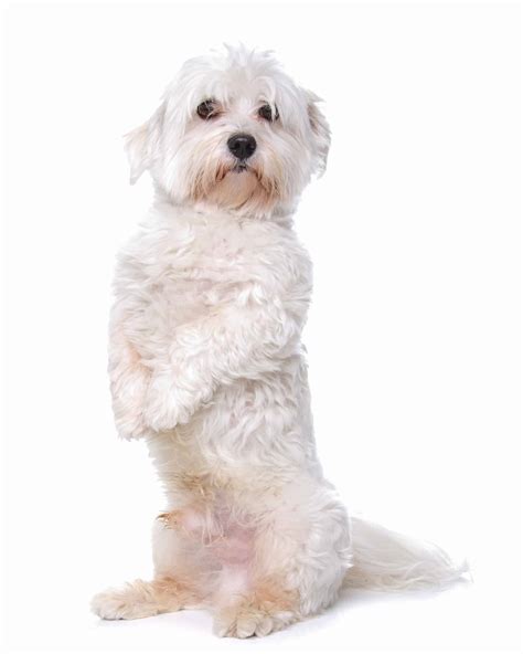 maltese haircuts styles 7