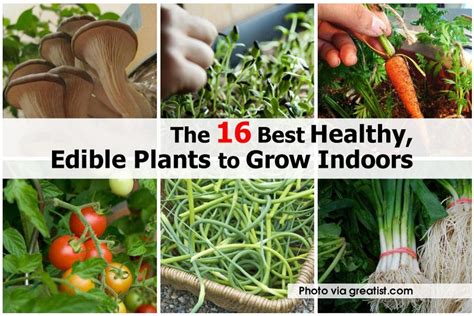 The 16 Best Healthy Edible Plants To Grow Indoors