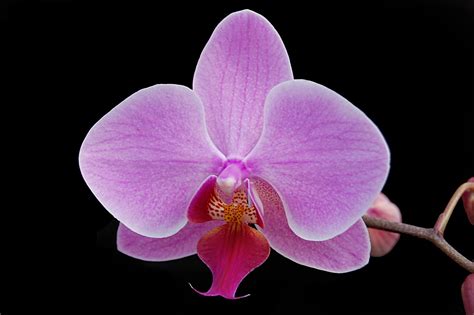 Фаленопсис ширилиана - 64 фото