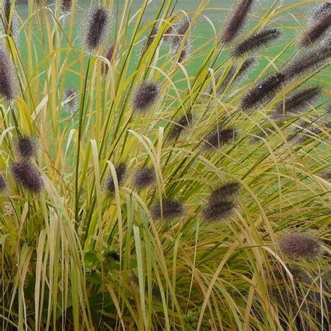 Pennisetum Alopecuroides Viridescens Vente Herbe Aux Couvillons