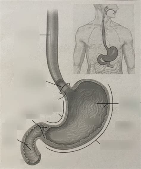 Esophagus Stomach Diagram Quizlet