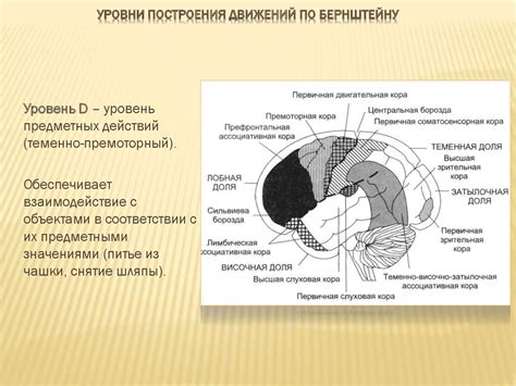 Бернштейн Николай Александрович (1896 - 1976) - презентация онлайн