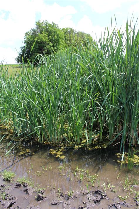 Premium Photo | A tall grass growing in a pond