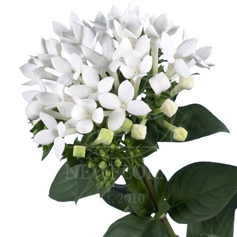 Бувардия белая 60-70см (поштучно) купить с доставкой в СПб