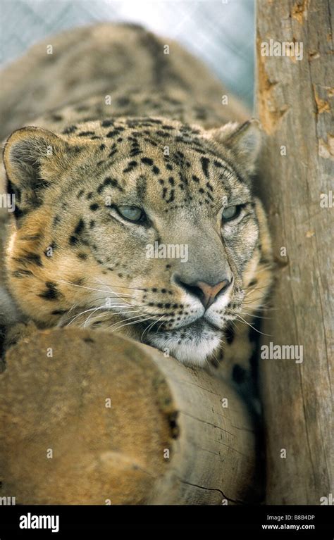 Snow Leopard Uncia Uncia Captive Breeding Program Canada Stock