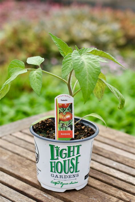 Tomato 'Brandywine'