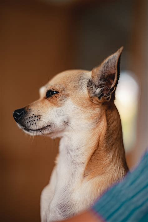 Deer Head Chihuahua: Breed Insights and Care Guide