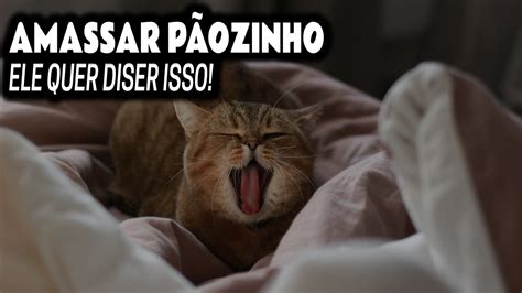 Porque Os Gatos Amassam P Ozinho Oque Significa Youtube