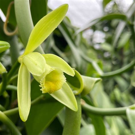 How Do You Get Vanilla Orchids to Bloom at Home? – VanillaPura
