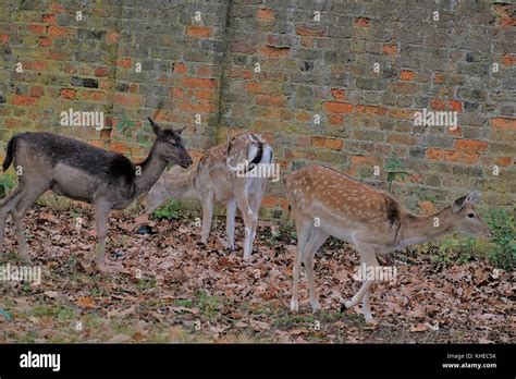 Fallow Deer Bushy Park Stock Photo Alamy