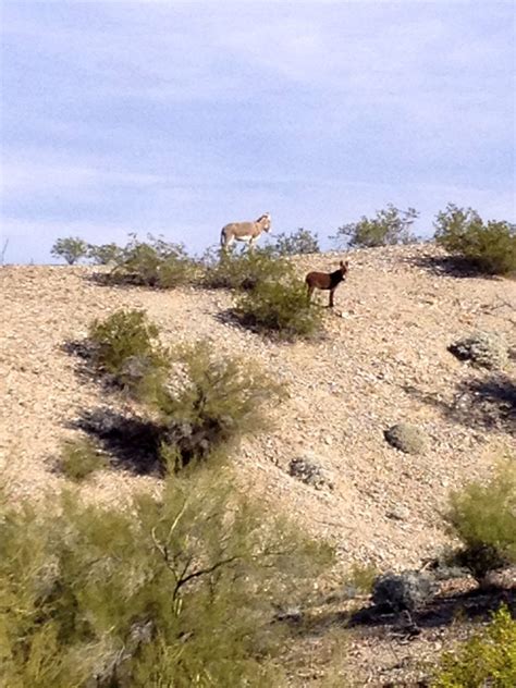 Mud Cliffs | Urban Escape Vehicle .com