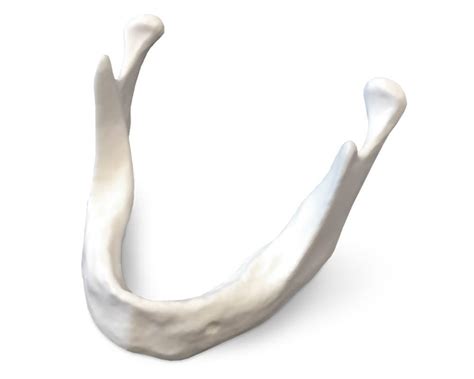 Анатомическая модель нижней челюсти - E81 - GF DENTAL - для ...