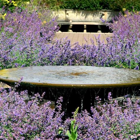Nepeta Six Hills Giant New Wave Perennials Plants Online
