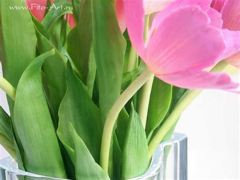 Тюльпаны из холодного фарфора. - Цветы ручной работы