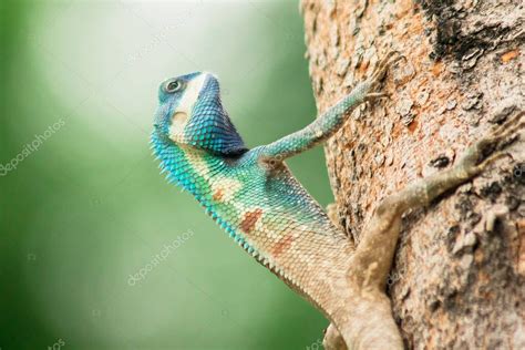 La copa de cabeza azul en el árbol El rey Gila es un depredador