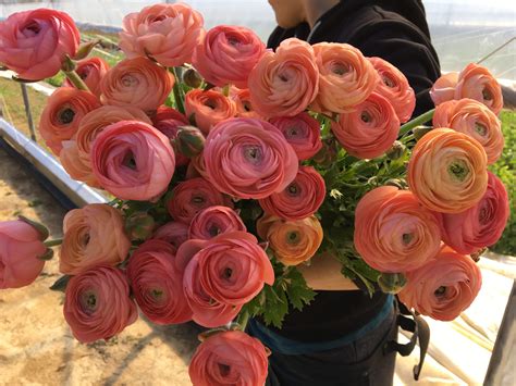 Mixed Ranunculus Bouquet | Eastward Gardens