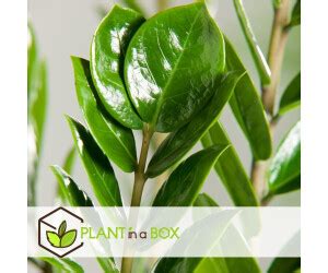 Plant In A Box Zamioculcas Zamiifolia H He Cm Topf Cm