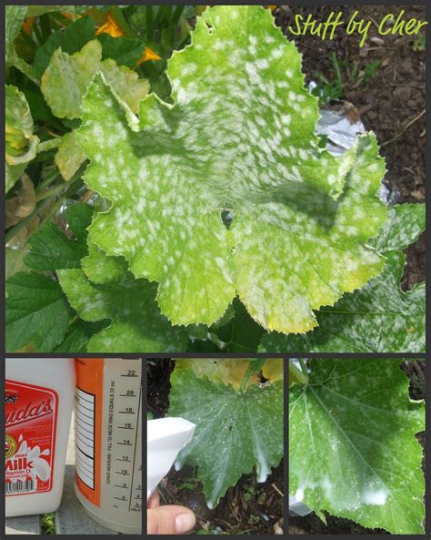 Using Milk To Get Rid Of Powdery Mildew On My Zucchini Plants Garden