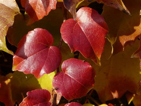 Edle Weinrebe Rotes Weinlaub Heilwirkung Der Weinbl Tter Krank De