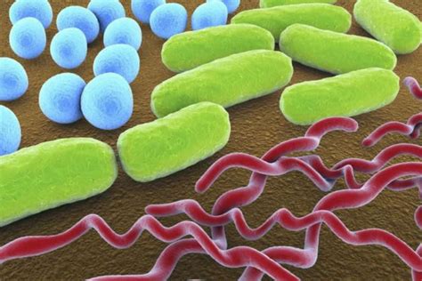 3 Common Bacteria Shapes