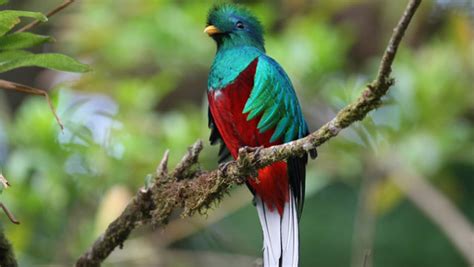 El País resalta la historia de El Quetzal, ave nacional de Guatemala