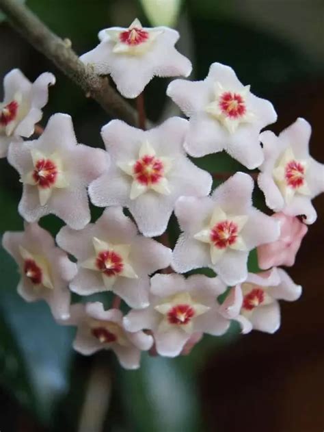 Como Cultivar E Cuidar Da Flor De Cera Uma Trepadeira Ex Tica