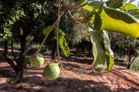 Kacang Macadamia Di Pohon Hijau Perkebunan Macadamia Foto Stok Unduh