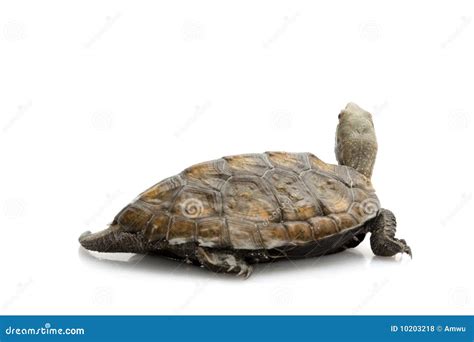 Japanese Wood Turtle Stock Photo Image Of Slow Space 10203218