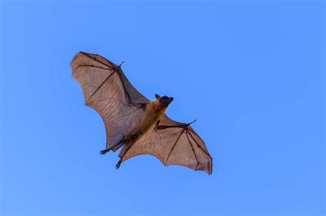 Летуны Изображения – скачать бесплатно на Freepik