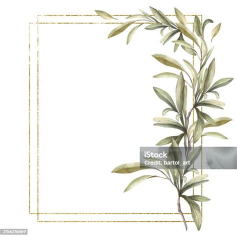 Olive Tree Branch Gold Framed Watercolor Template With Green Leaves Floral Hand Drawn ...