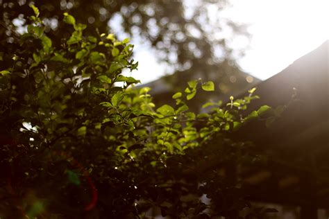 Free Images Tree Nature Forest Grass Branch Light Sunlight