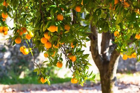 The Jaffa Orange Minneopa Orchards