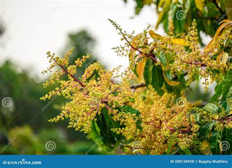 Mango Flowering In Organic Orchard Stock Photo Image Of Thai