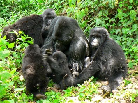 List of Mountain Gorilla Families in Uganda - bwindi forest national park