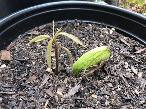 Mango seed - rilonfc