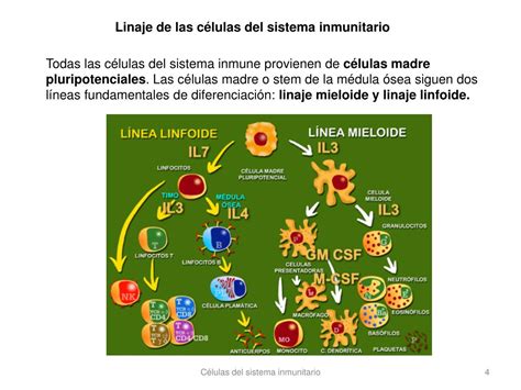 Ppt InmunologÍa Y Enfermedad Powerpoint Presentation Free Download