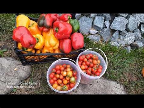 Обзор Семян /Лучшие Сорта Перца для Открытого Грунта/Семена овощей на ...