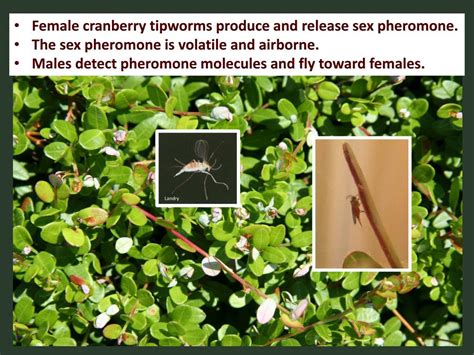 PPT Field Testing The Sex Pheromone Of C Ranberry Tipworm Dasineura Oxycoccana PowerPoint