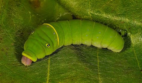 Tiger Swallowtailcaterpillar Eating Leaf