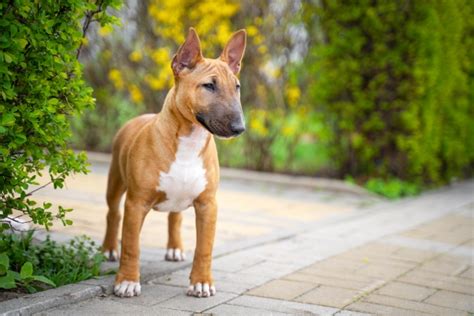 Bull Terrier Miniatura Todo Lo Que Debes Saber Sobre Esta Raza No