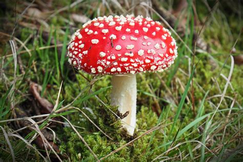Paddestoel Schimmel Gras Gratis Foto Op Pixabay Pixabay