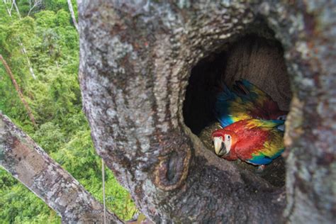 Guacamaya Roja En Peligro De ExtinciÓn Todo Sobre Ella