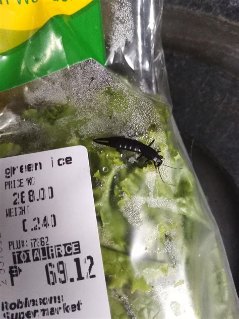 What is this black bug with a pincher like tail? I think it came with