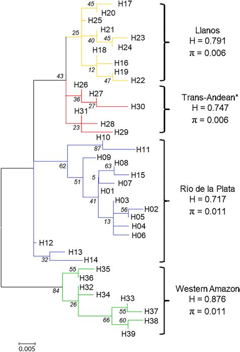 Maximum Likelihood ML Tree For The 39 Mitochondrial DNA Control