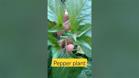 How To Identify Pepper Plants Plants Garden Thanks For Visiting Youtube