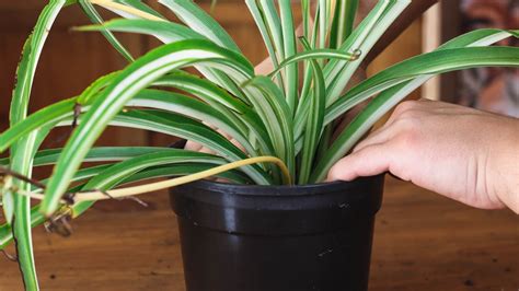 How To Repot Spider Plants In 5 Easy Steps