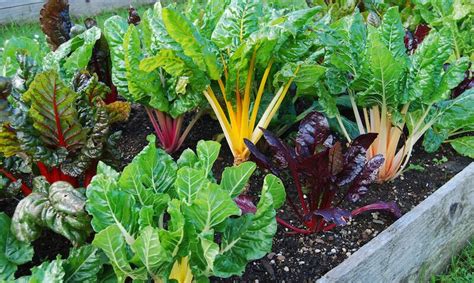 Shade Tolerant Vegetable Garden Plants