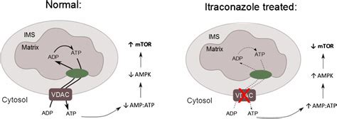 antifungal drug itraconazole targets vdac  modulate  ampkmtor