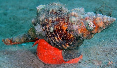 worlds biggest sea snails horse conch   verge  extinction